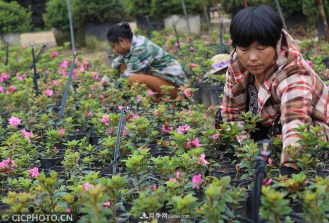 河南平頂山：花卉苗木種植助農(nóng)增收(圖4)