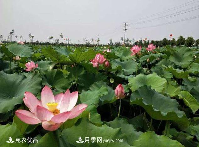 南陽鎮(zhèn)平中原荷花博覽園，一個蓮藕全產(chǎn)業(yè)鏈的南陽樣本(圖1)