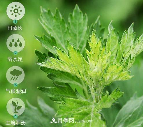 南陽市開展艾草基因組測(cè)序研究(圖1)