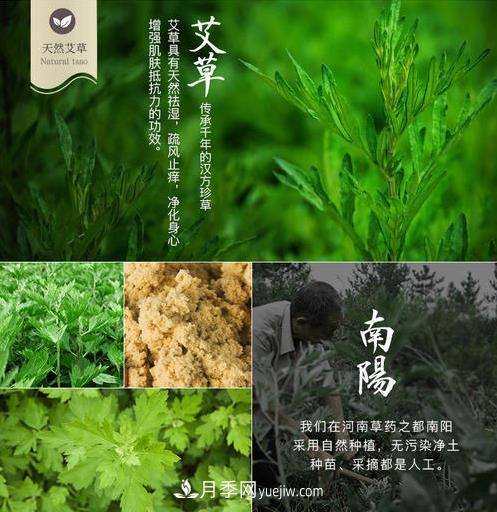 南陽市開展艾草基因組測(cè)序研究(圖2)