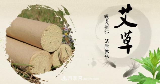 南陽艾草煥發(fā)全新的生命力(圖2)