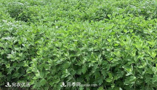 南陽艾草種植技術(shù)，種植前景如何？艾根批發(fā)(圖1)