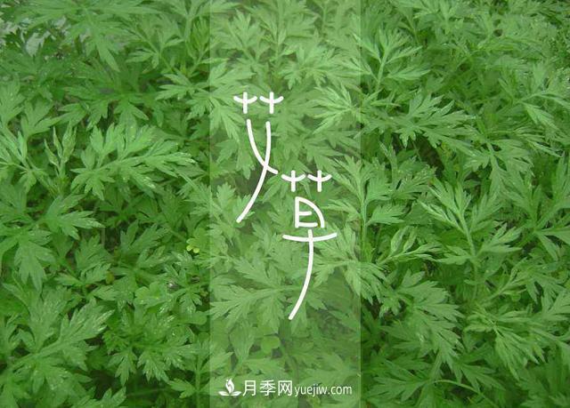 南陽市：建設(shè)世界艾鄉(xiāng) 讓艾草中醫(yī)藥惠及更多人(圖1)