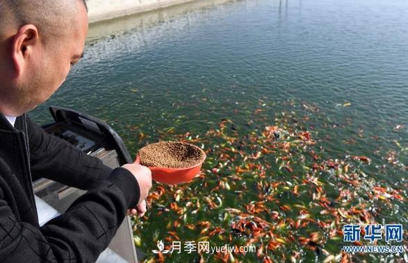 鎮(zhèn)平縣觀賞魚養(yǎng)殖 金魚之鄉(xiāng)小錦鯉游出大產(chǎn)業(yè)(圖1)