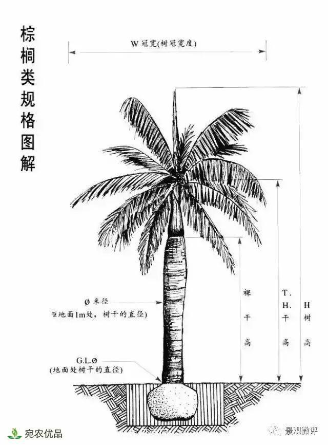 南陽月季苗木行業(yè)專業(yè)術(shù)語大全，你知多少？內(nèi)容太多(圖5)