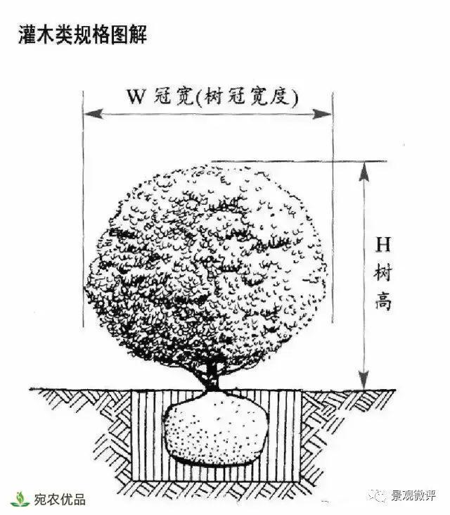 南陽月季苗木行業(yè)專業(yè)術(shù)語大全，你知多少？內(nèi)容太多(圖4)