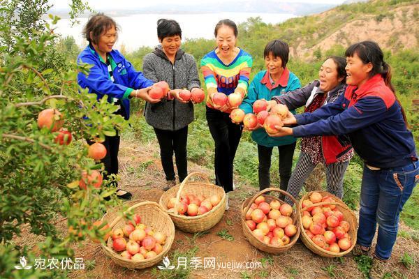 南水北調(diào)軟籽石榴豐收節(jié) 春華秋實(shí)繪淅川縣生態(tài)致富美景(圖3)