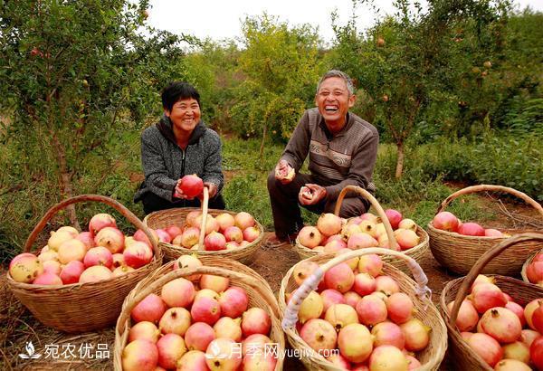 南水北調(diào)軟籽石榴豐收節(jié) 春華秋實(shí)繪淅川縣生態(tài)致富美景(圖2)