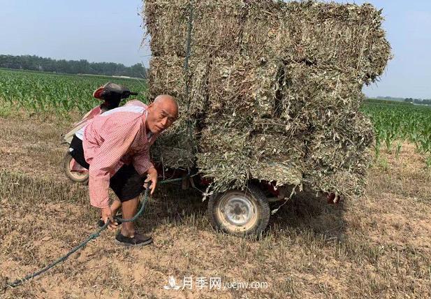 開封市艾草艾根種植編織致富夢想(圖2)