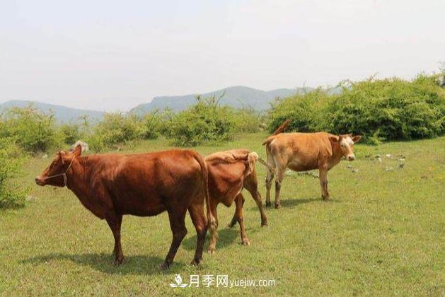 來南陽旅游有什么不得不帶走的十大名優(yōu)特產(chǎn)？(圖2)