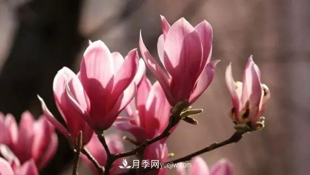 玉蘭飄香溢山鄉(xiāng)——南陽南召玉蘭產(chǎn)業(yè)紀實(圖1)