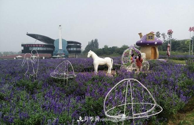 河南洛陽(yáng)“夢(mèng)幻公園”走紅，超30種花卉還有游樂(lè)場(chǎng)(圖2)