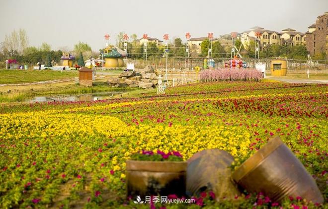 河南洛陽(yáng)“夢(mèng)幻公園”走紅，超30種花卉還有游樂(lè)場(chǎng)(圖4)