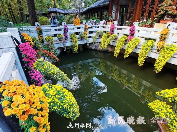 上海植物園菊花精品展(圖2)