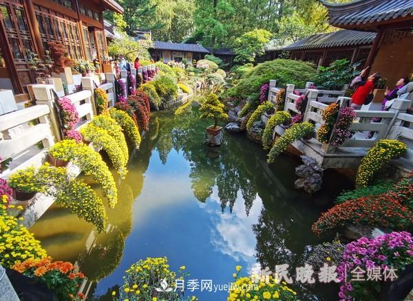 上海植物園菊花精品展(圖1)