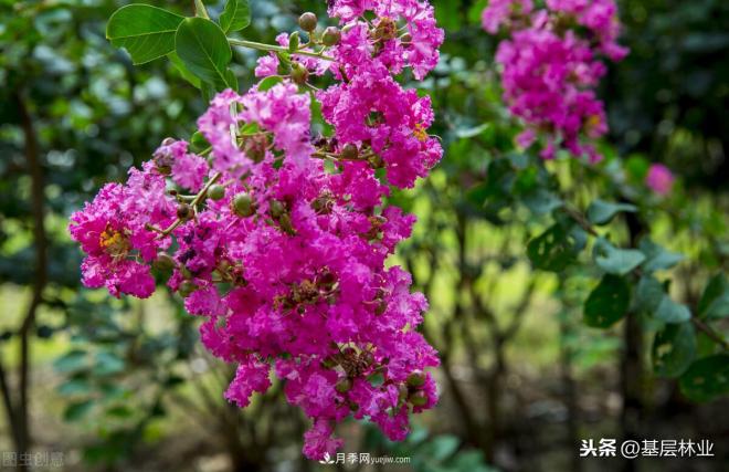 南陽(yáng)苗木，紫薇樹與紫荊樹怎么分辨(圖1)