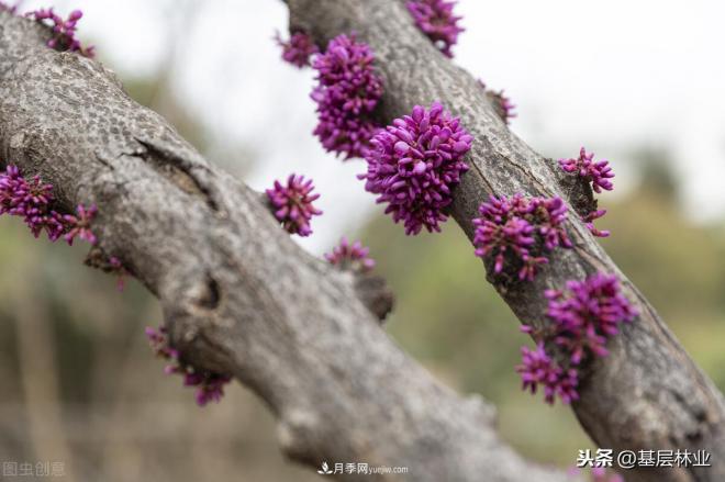 南陽(yáng)苗木，紫薇樹與紫荊樹怎么分辨(圖5)