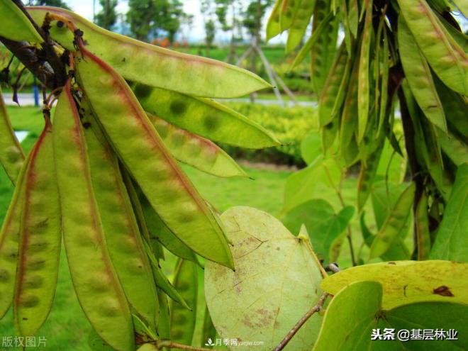 南陽(yáng)苗木，紫薇樹與紫荊樹怎么分辨(圖4)