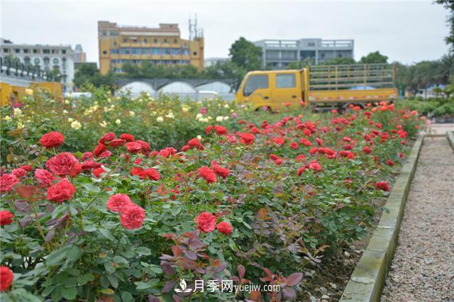 花開華南地區(qū)，哪些月季品種，征服了廣州這片“熱土”？(圖10)