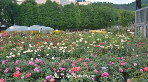 廣州培育出適合本土的月季并將在各大公園推廣(圖2)