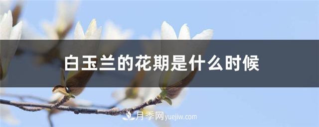 南陽玉蘭基地，白玉蘭的花期是什么時(shí)候(圖1)