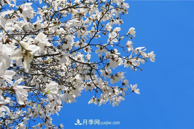 南陽玉蘭基地，白玉蘭的花期是什么時(shí)候(圖3)