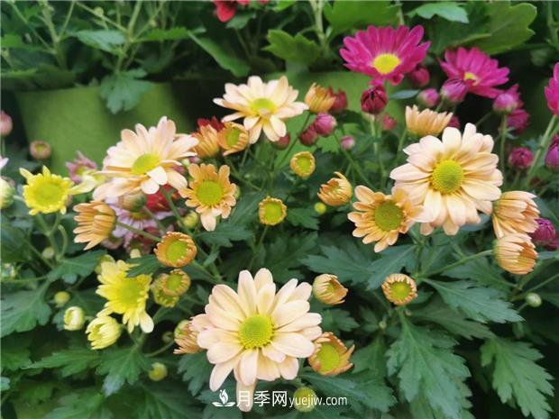 開封第38屆菊花文化節(jié)盛大開幕美圖來襲(圖3)