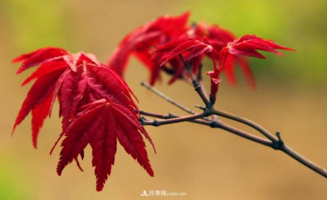 日本紅楓、美國紅楓、中國紅楓這樣區(qū)分，認識這種彩葉苗木(圖1)