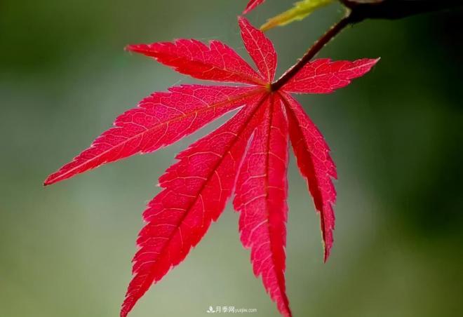 日本紅楓、美國紅楓、中國紅楓這樣區(qū)分，認識這種彩葉苗木(圖5)