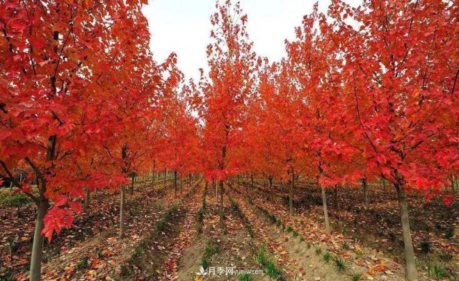 日本紅楓、美國紅楓、中國紅楓這樣區(qū)分，認識這種彩葉苗木(圖9)