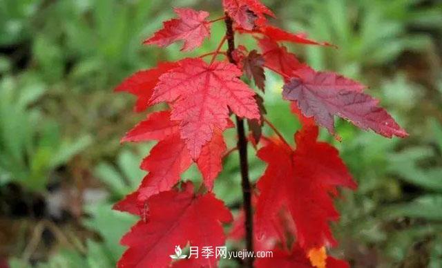 日本紅楓、美國紅楓、中國紅楓這樣區(qū)分，認識這種彩葉苗木(圖6)