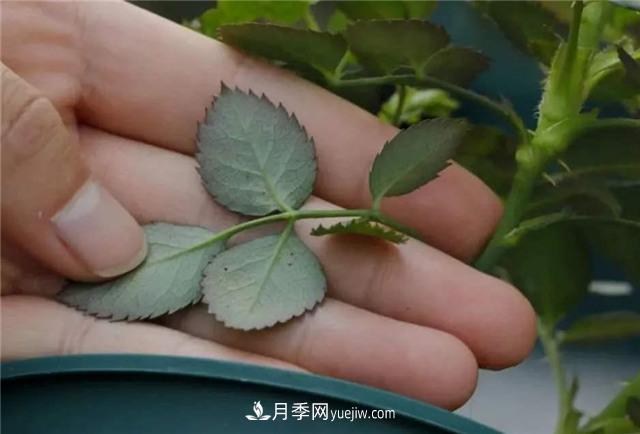 紅蜘蛛是月季花的天敵，有3種方法輕松消滅(圖3)