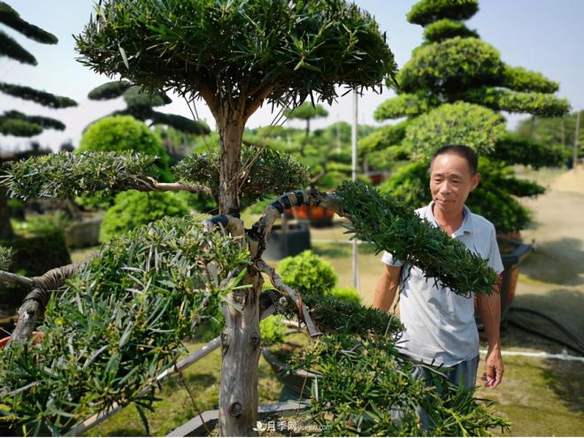 廣東省中山市橫欄鎮(zhèn)，這個3萬畝的花木之鄉(xiāng)，畝均年產(chǎn)值竟達10萬元(圖5)