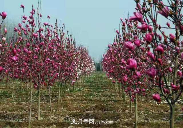 山東省青州市花卉苗木專業(yè)基地(圖1)