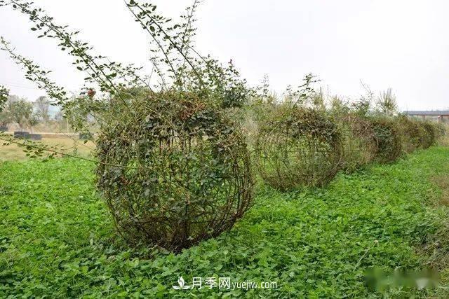 山東滕州北辛街道建成一座月季花海，總占地100畝真漂亮！(圖8)