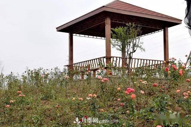 山東滕州北辛街道建成一座月季花海，總占地100畝真漂亮！(圖10)