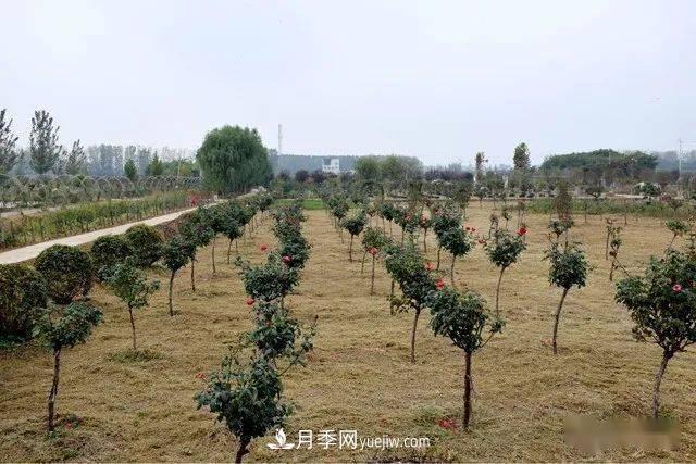 山東滕州北辛街道建成一座月季花海，總占地100畝真漂亮！(圖14)