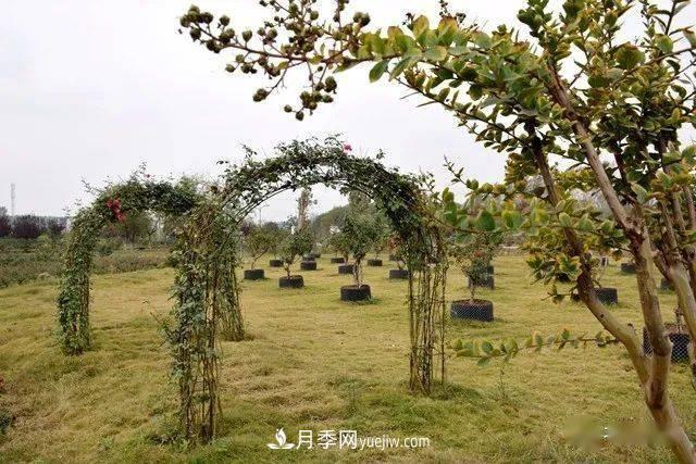 山東滕州北辛街道建成一座月季花海，總占地100畝真漂亮！(圖17)