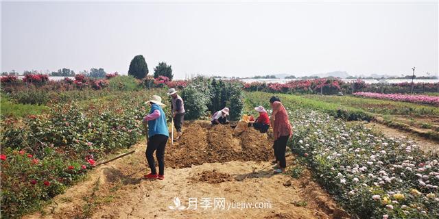 河南南陽：香飄中國月季之鄉(xiāng) 美麗盆地花海如潮(圖2)