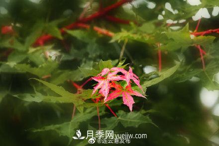 江蘇連云港東海：霜打紅葉 秋滿枝頭(圖4)