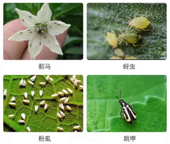 8種花木常用農(nóng)藥介紹，價(jià)格便宜效果很好(圖2)