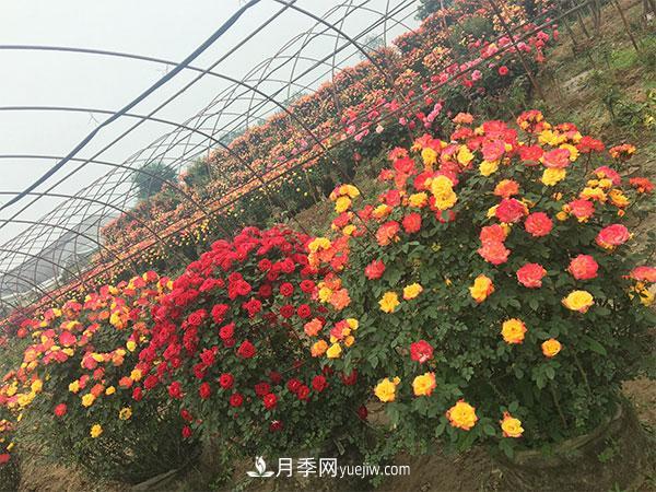 南陽月季花球基地批發(fā)價(jià)格(圖2)