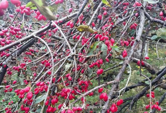 河南南陽南召：?jiǎn)潭随?zhèn)山茱萸映紅致富路(圖1)