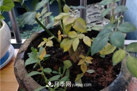 月季花黃葉的原因和處理辦法(圖1)