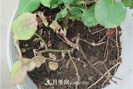 月季花黃葉的原因和處理辦法(圖3)