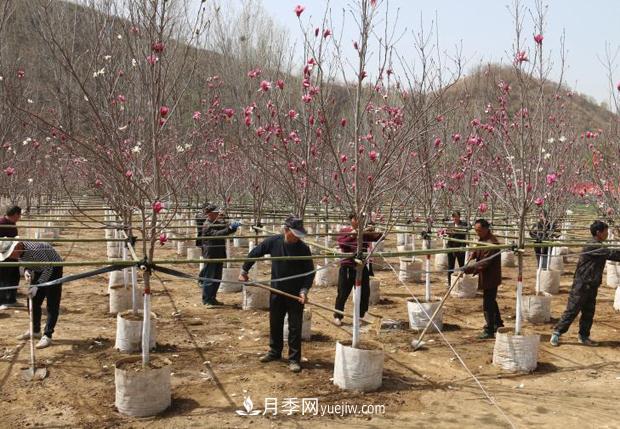 南陽南召：栽下玉蘭搖錢樹 念活苗木致富經(jīng)(圖1)