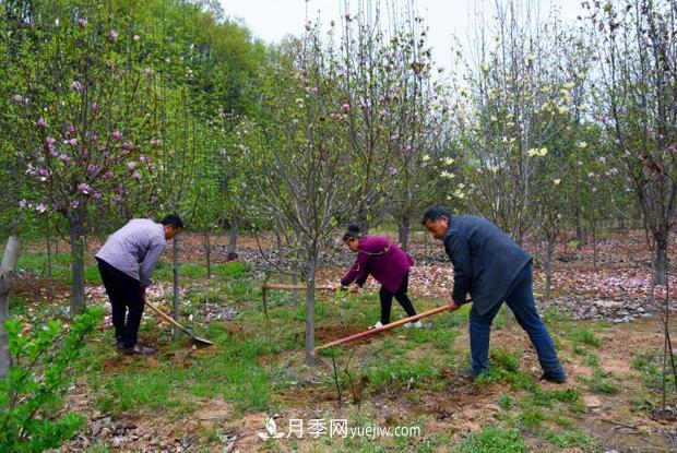 南陽南召：栽下玉蘭搖錢樹 念活苗木致富經(jīng)(圖3)