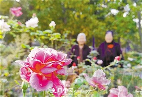 平頂山烏江河口公園月季園 深秋月季花嬌艷欲滴(圖1)