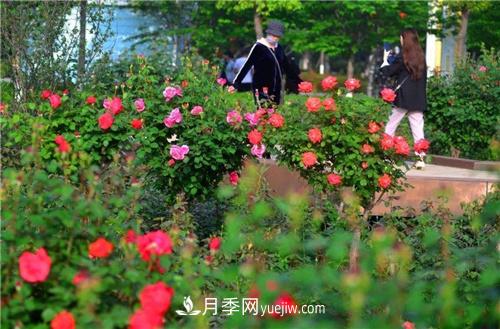 平頂山烏江河口公園月季園 深秋月季花嬌艷欲滴(圖2)