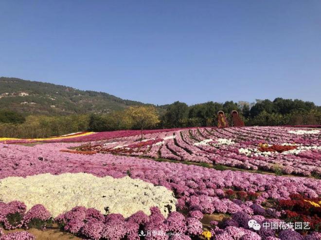 內(nèi)外聯(lián)合，中國(guó)花海探索發(fā)展之道(圖1)